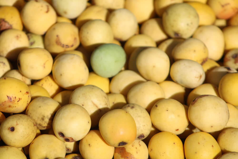 Marula fruits